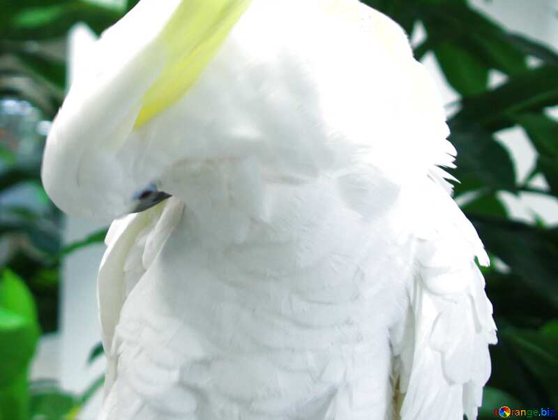 Обложка. Большой белый попугай какаду. №10751