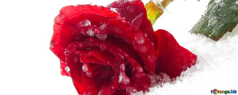 Обложка. Красивая роза в снегу. №16985