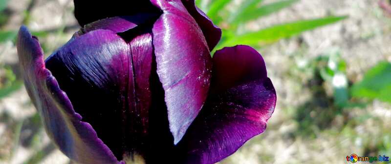 Обложка. Темный фиолетовый тюльпан . №36844