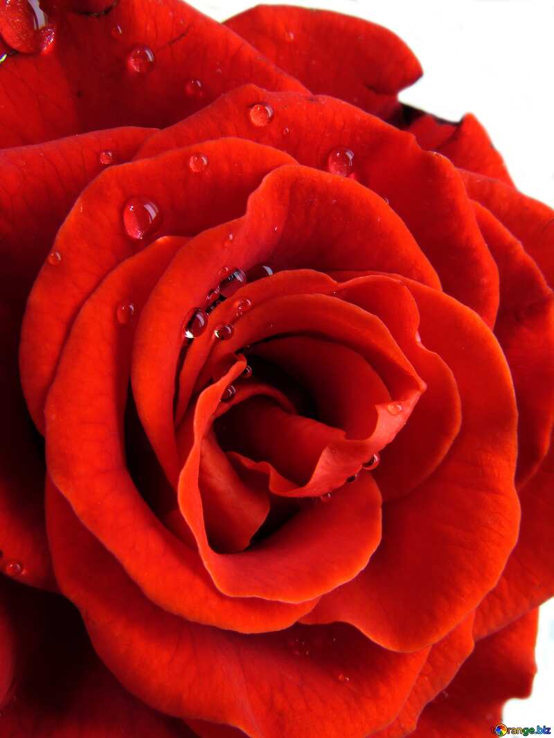 rose flower close-up №17115