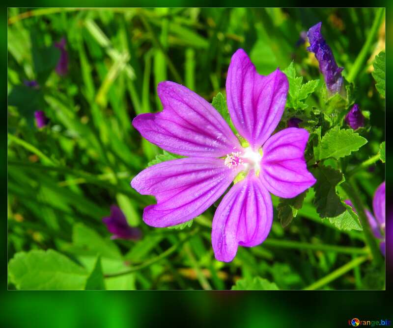 purple flower №33335