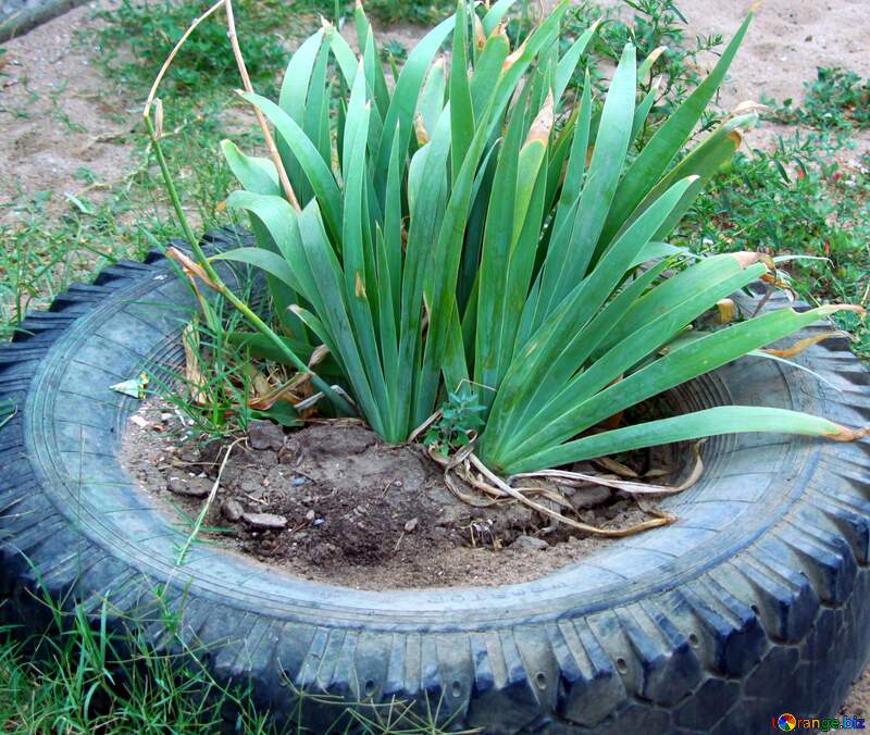 plant in a tyre №13686