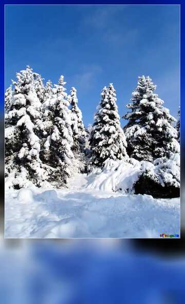 FX №140638 Snow forest blank card
