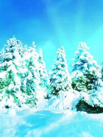 FX №140736 Winter Forest Snow Fir Tree Sun 