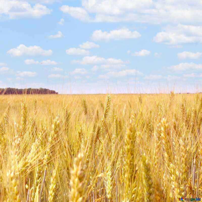 over wheat field №27272