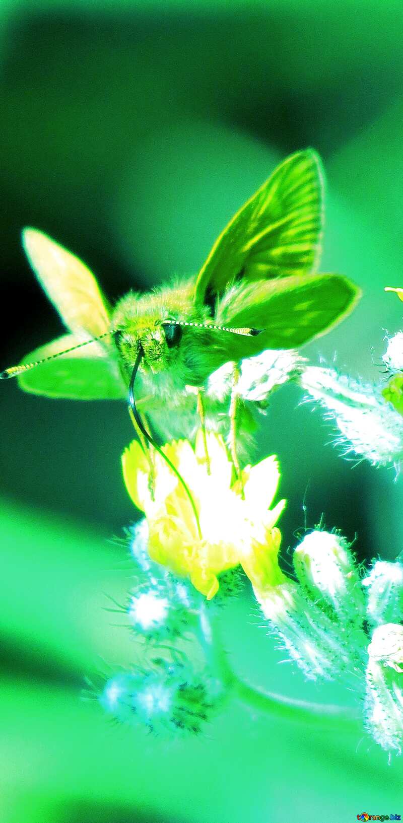  butterfly on flower №25049