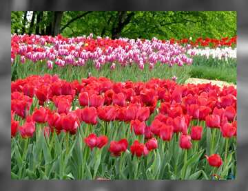 FX №141881  Bright tulips flowers
