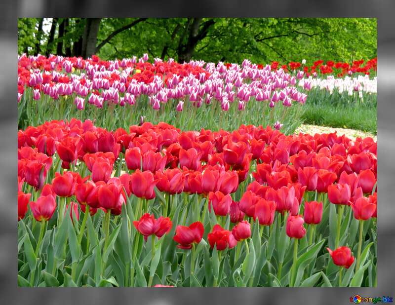  Bright tulips flowers №31233
