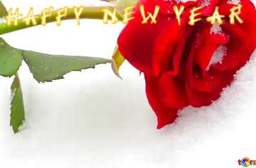 FX №145841  happy new year  Rose on  snow