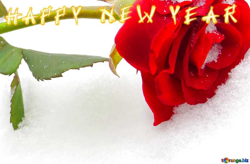 happy new year  Rose on  snow №16942