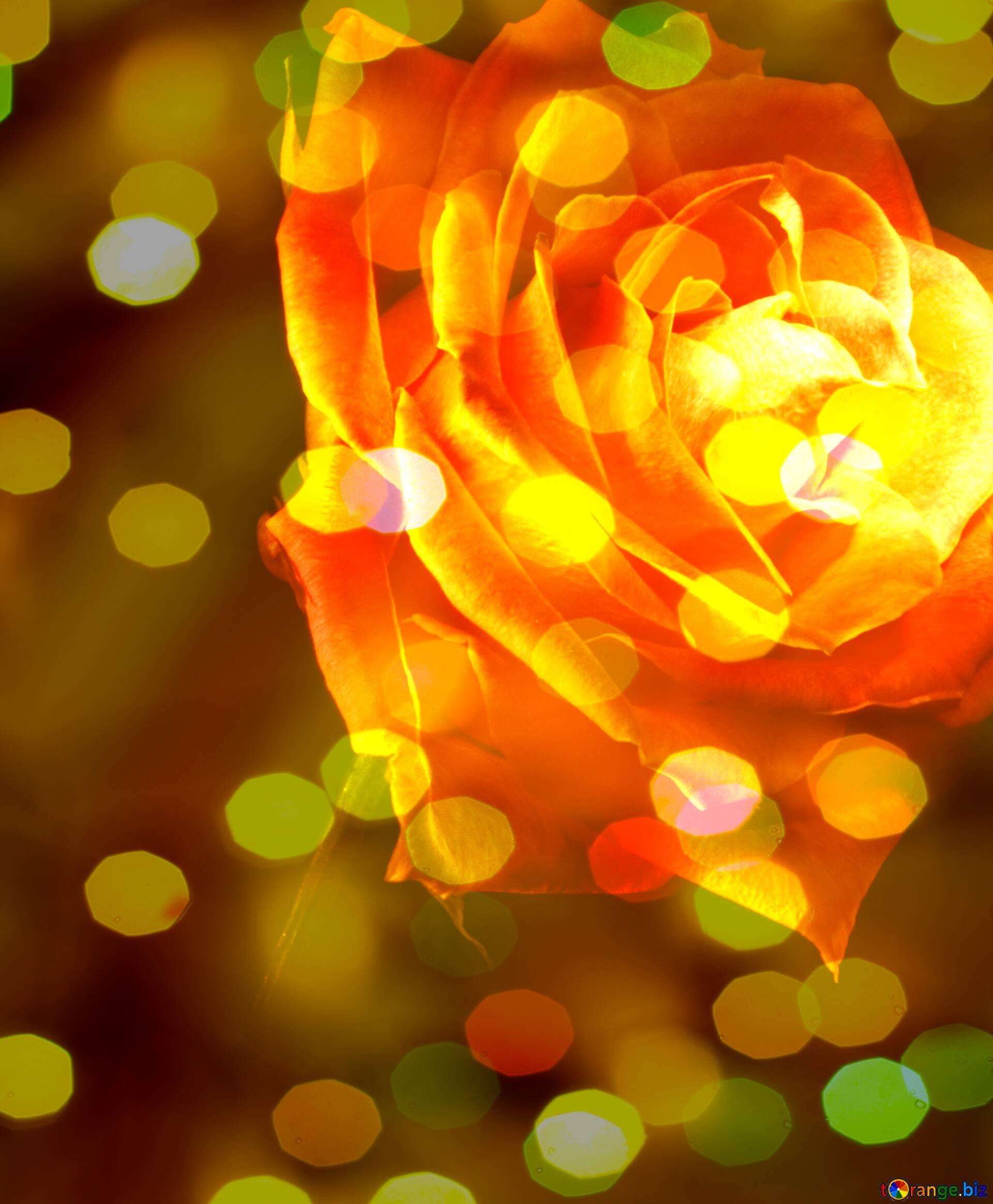 Download wallpaper 1350x2400 rose flower flame fire iphone 876s6  for parallax hd background