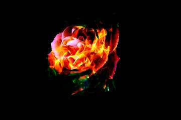 FX №146732 Fire Rose 