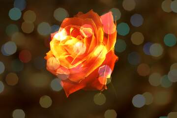 FX №146715 Fire Rose background