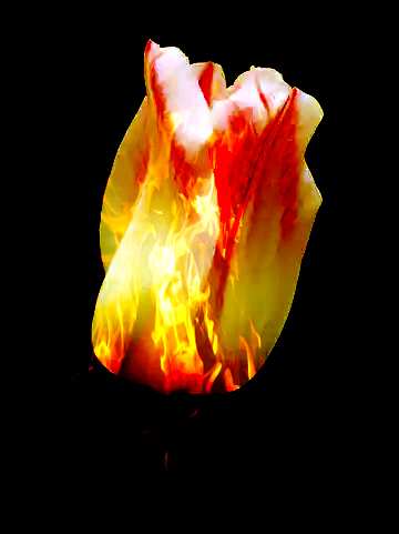 FX №146713 Fire Tulip    