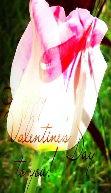 FX №146704 Valentines day Tulip    