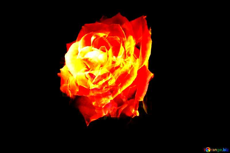 Fire Rose  №1236