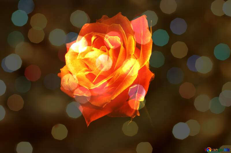 Fire Rose background №1236