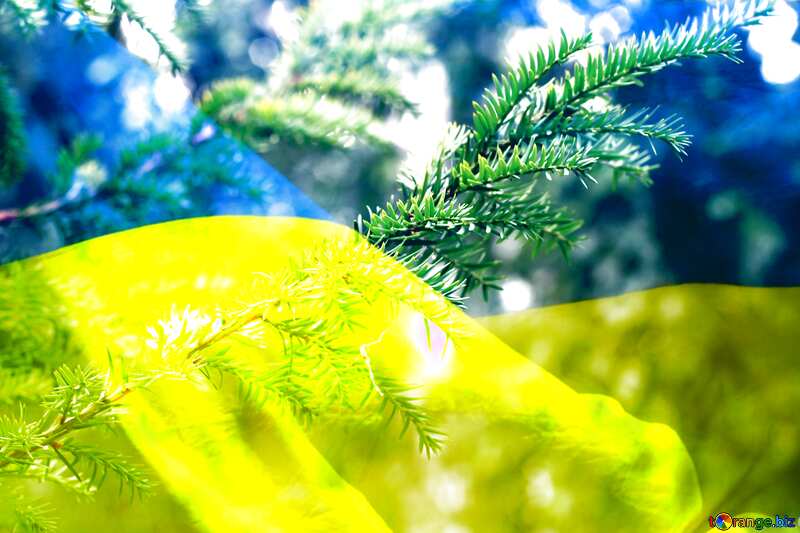 The branch of a Christmas tree Ukraine flag №46051