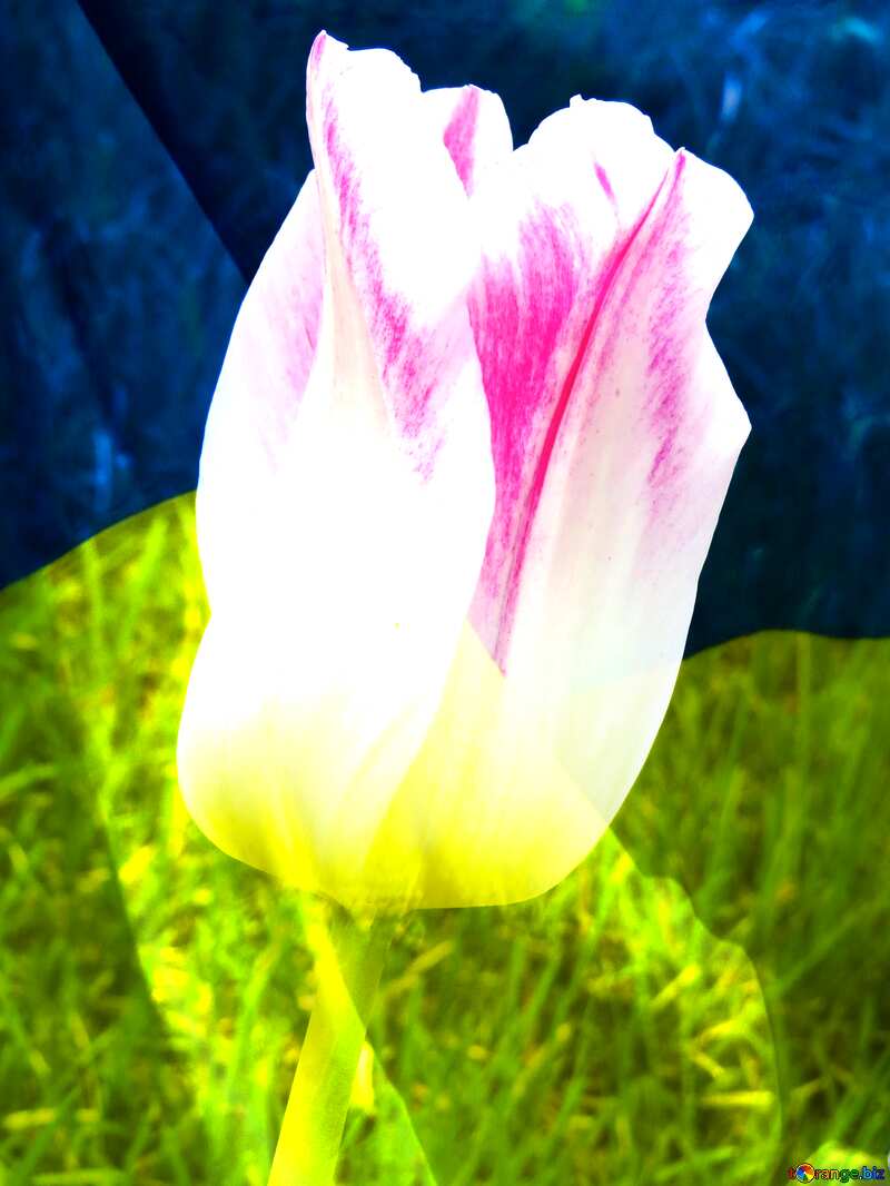 Ukrainian Tulip     №31157