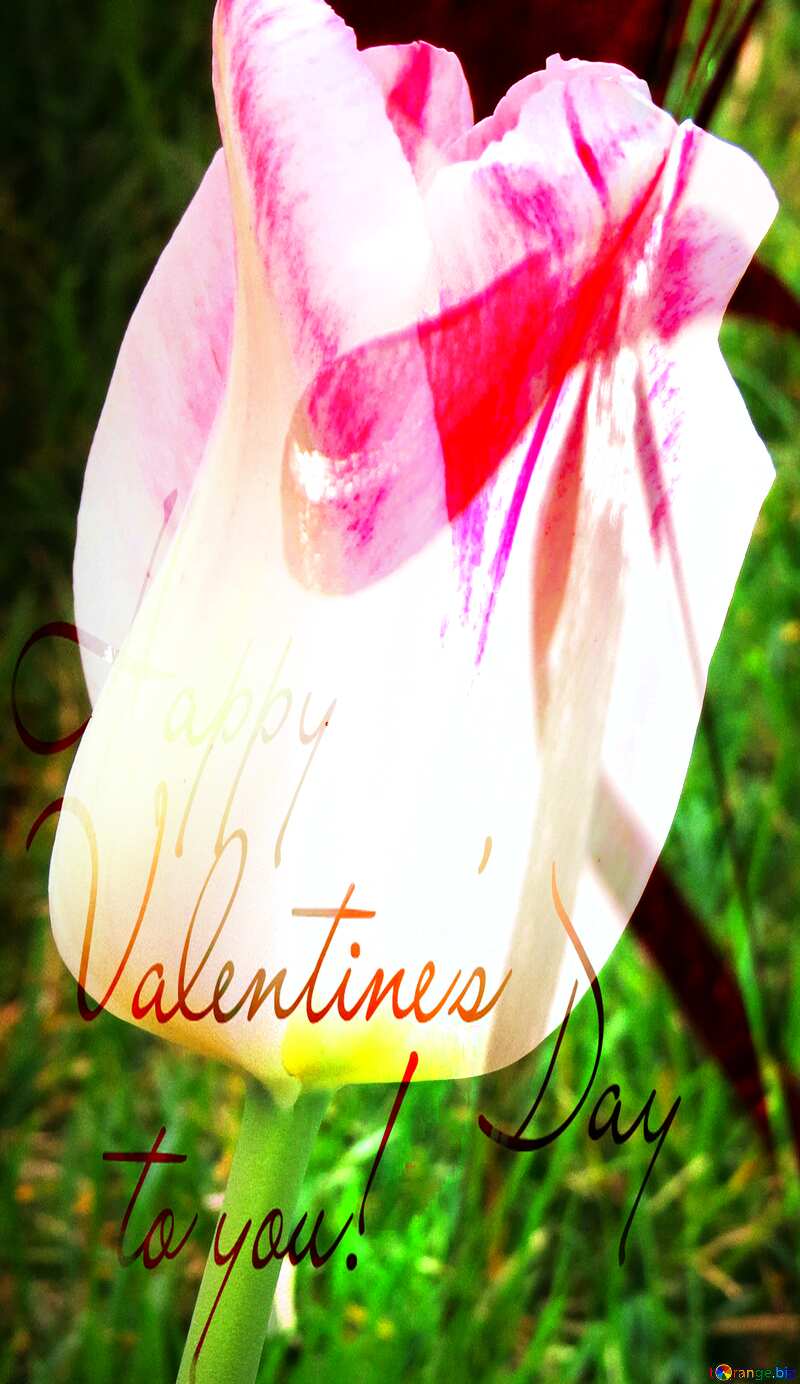 Valentines day Tulip     №31157