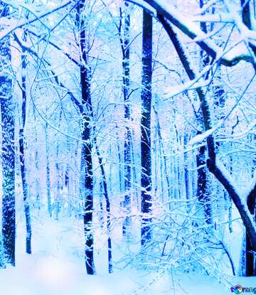 FX №147545 Winter  blue snowy Forest