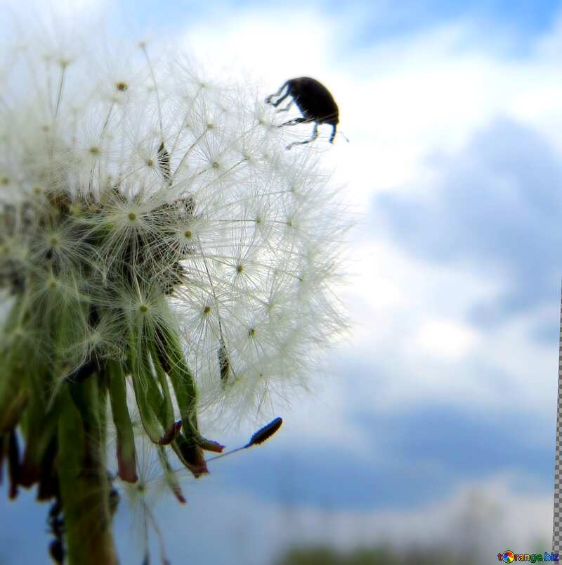  Beetle on flower №32463