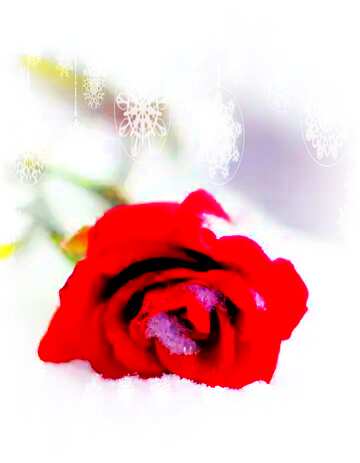 FX №149627 red rose in snow  christmas