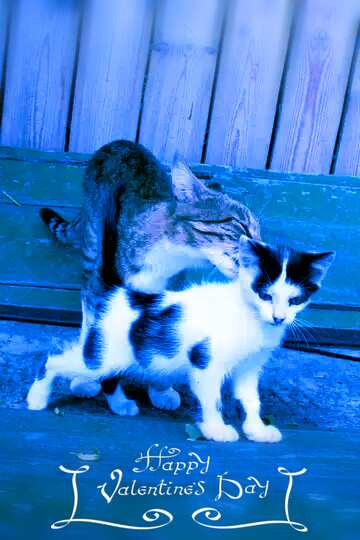 FX №149761 two cat on valentines day