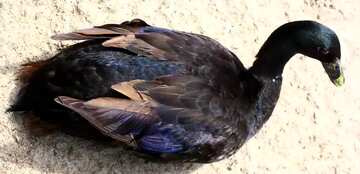 FX №149555 goose black colors