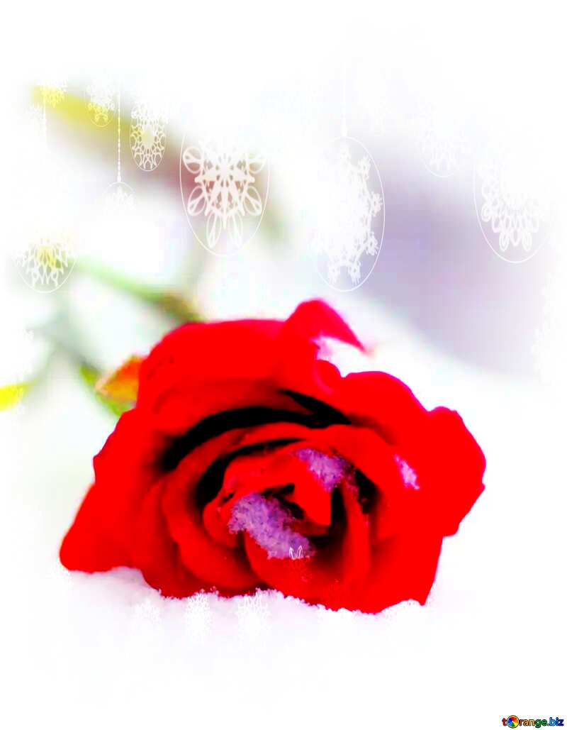 red rose in snow  christmas №17824