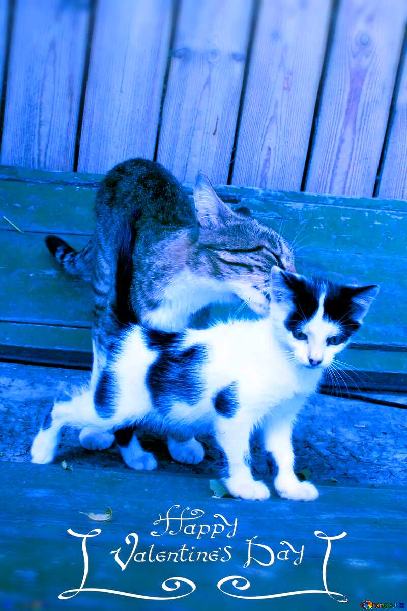 two cat on valentines day №7610