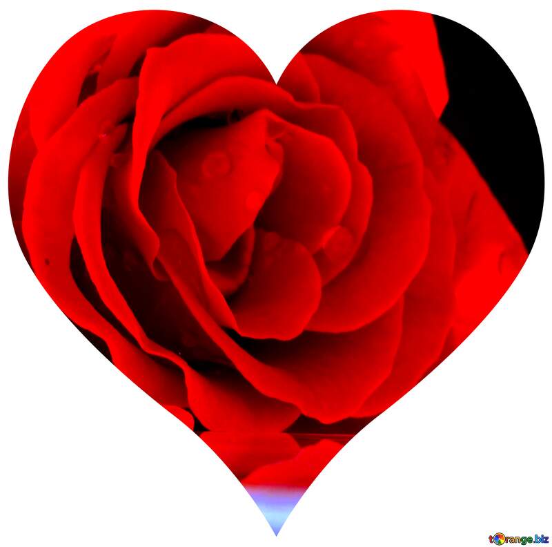Rose flower love heart shaped №16920