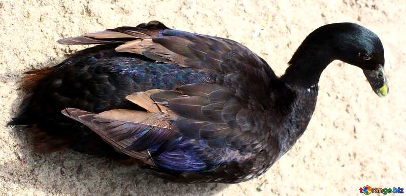 goose black colors №45899