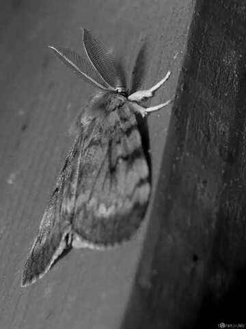 FX №15846 moth on a wall