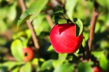 FX №15072 Rote Farbe. Roter Apfel am Baum.