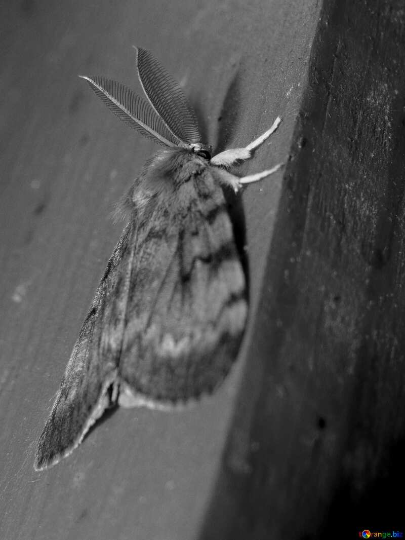moth on a wall №37003