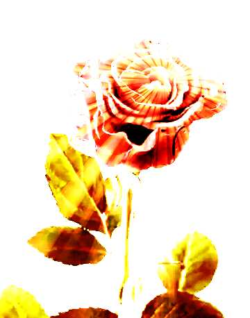 FX №150947 Beautiful rose sunlight rays