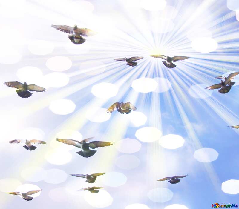 Doves in sky №1435