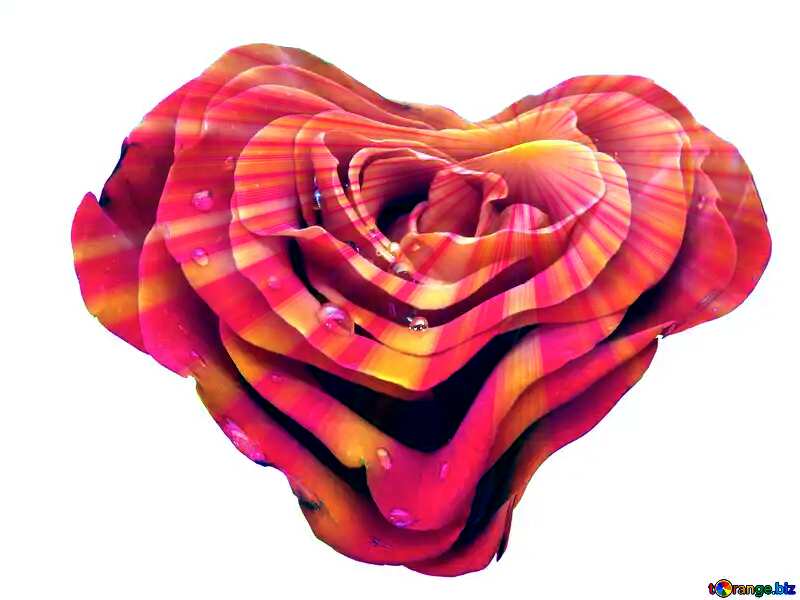  Rose heart №17027