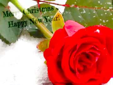 FX №152759 Rose in snow Merry Christmas and Happy New Year!