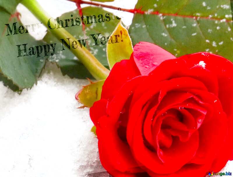 Rose in snow Merry Christmas and Happy New Year! №16924