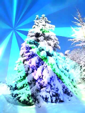 FX №153243 Snow  tree spruce covered with snow Colors rays