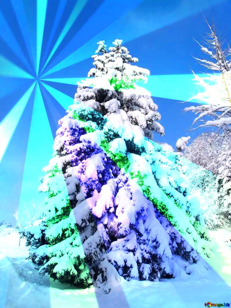 Snow  tree spruce covered with snow Colors rays №10551