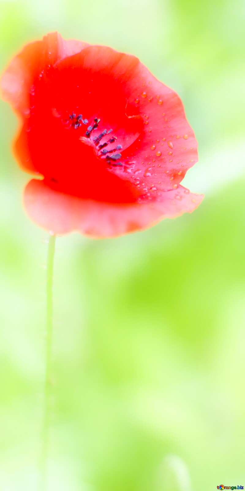 Poppy flower vertical background №34259