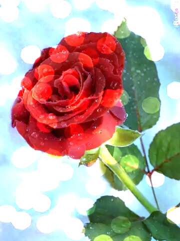 FX №154189 Rose flower bokeh background