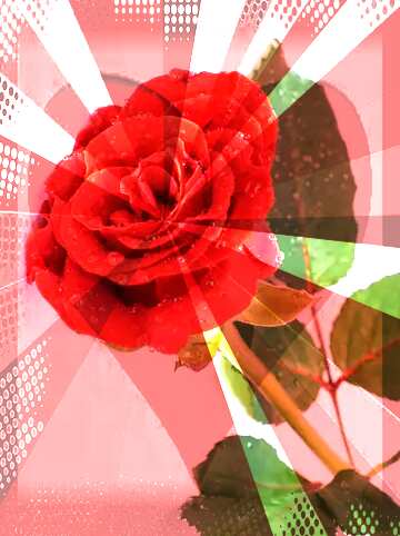 FX №154226  Rose flower card