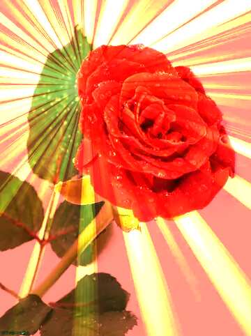 FX №154155 Rose flower drops sunlight rays