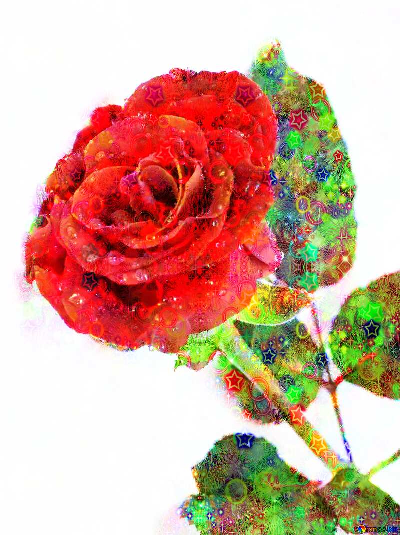 Celebratory Rose flower background №16883