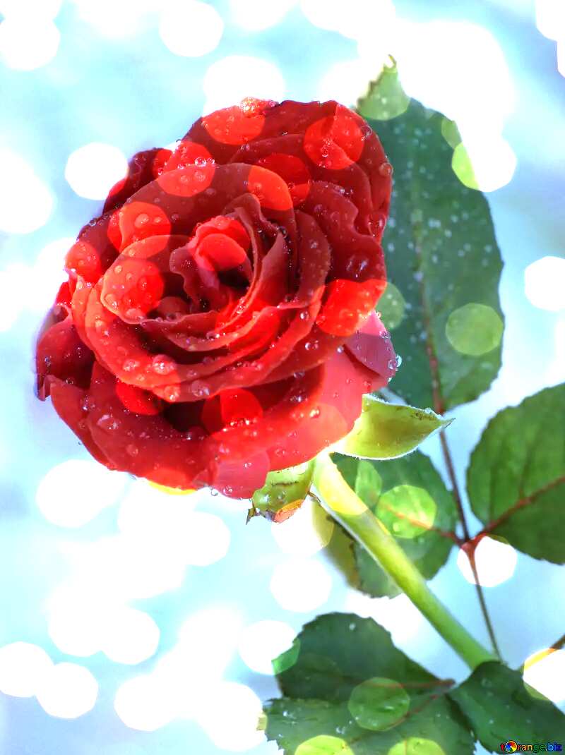 Rose flower bokeh background №16883
