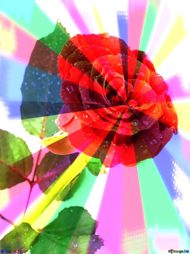  Rose flower background №16883